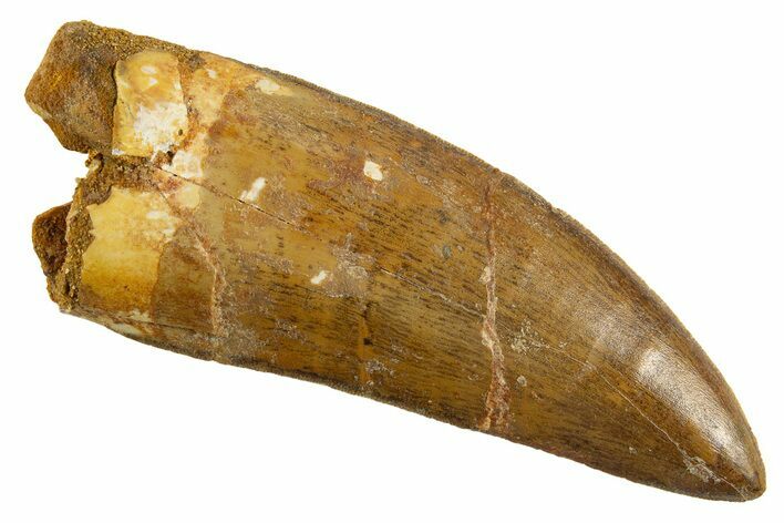 Serrated Carcharodontosaurus Tooth - Huge Dinosaur Tooth #314868